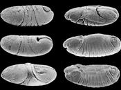 Morfogénesis celular