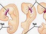 desarrollo vincula tejidos células aisladas