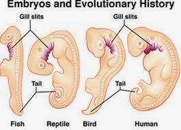 El desarrollo vincula a los tejidos con las células aisladas
