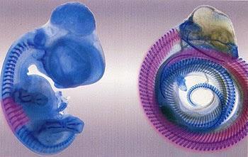 Introducción a la biología del desarrollo