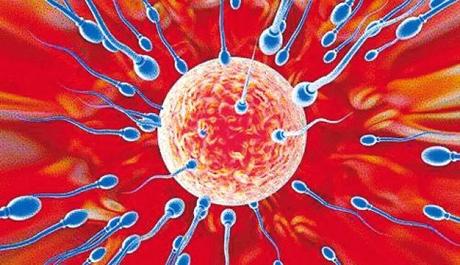El viaje de los espermatozoides