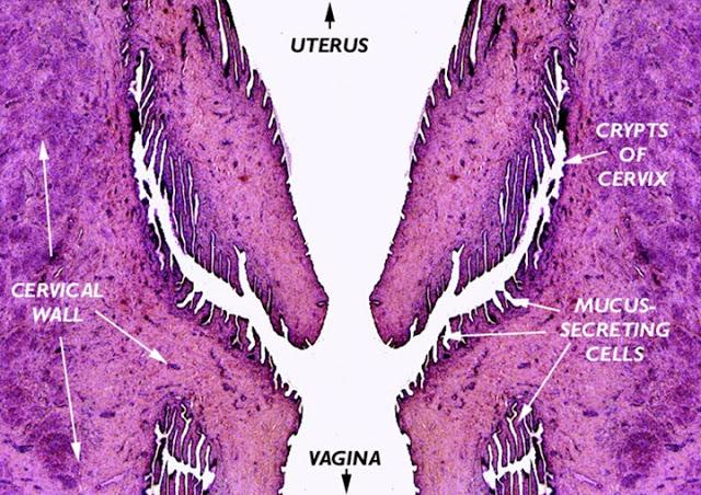 El viaje de los espermatozoides, canal cervical y el útero