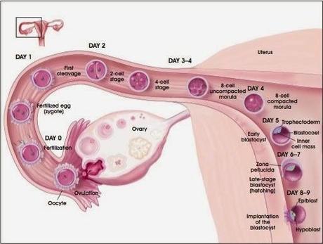 Desarrollo embrionario y fetal humano