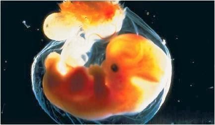 Introducción al desarrollo embrionario y fetal humano