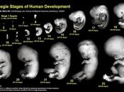 Desarrollo embrionario homólogos