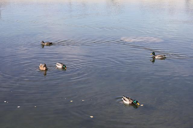CERDITOS DE HOJALDRE CON JAMÓN Y QUESO