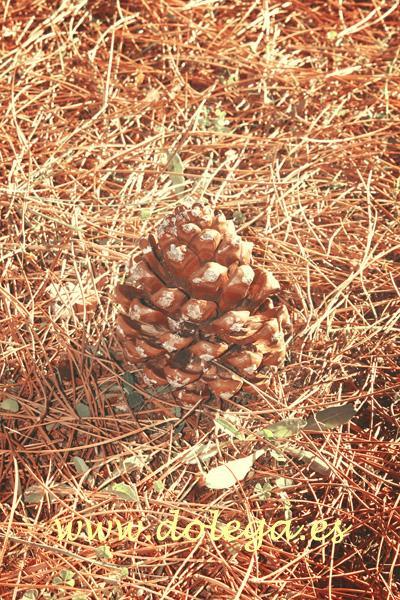 Otoño IMG_8420-copia