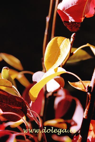 Otoño IMG_8414-copia1