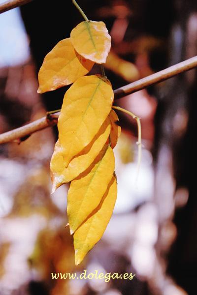 Otoño IMG_8421-copia