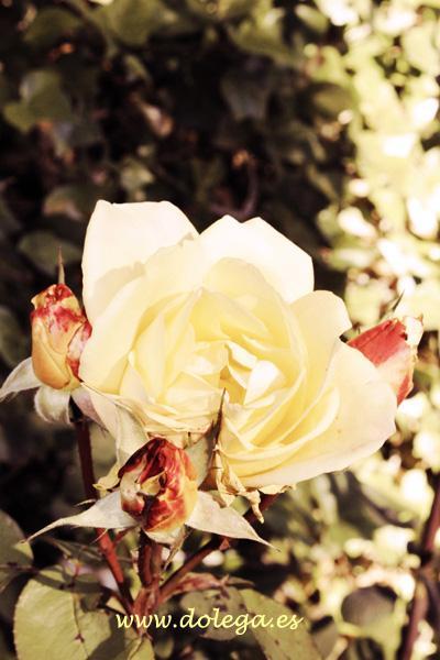 Otoño IMG_8423-copia