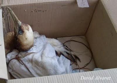 Yo sí que me acuerdo del Prestige Yo sí que me acuerdo del Prestige