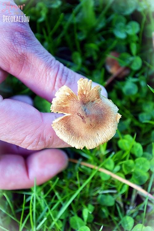 BLOG HOP! MACRO DEL DÍA... CHAMPIÑÓN SOLITARIO