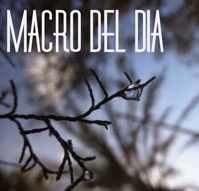 BLOG HOP! MACRO DEL DÍA... CHAMPIÑÓN SOLITARIO