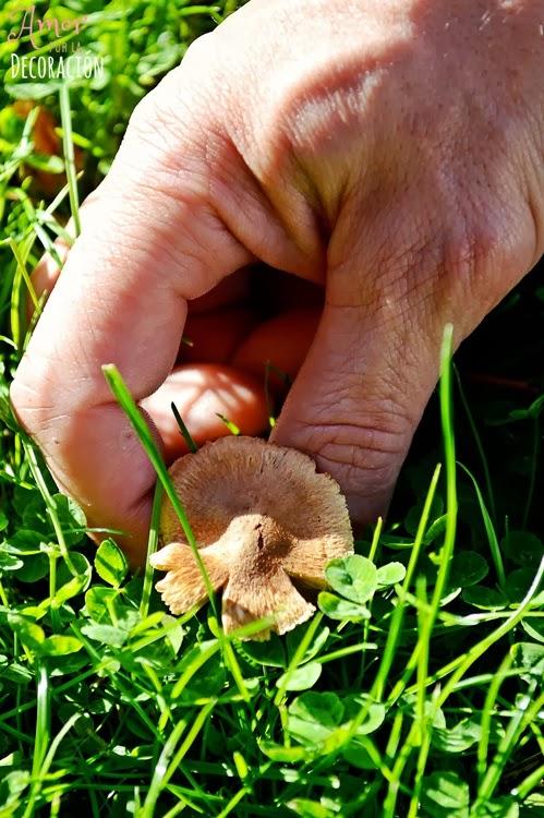 BLOG HOP! MACRO DEL DÍA... CHAMPIÑÓN SOLITARIO