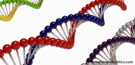 Remangues genéticos