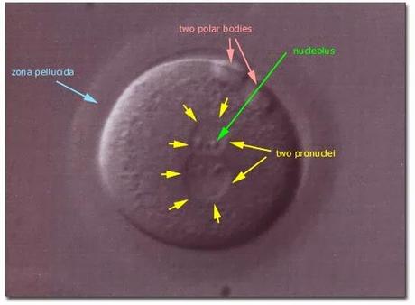 Blindaje del óvulo después de la primera penetración