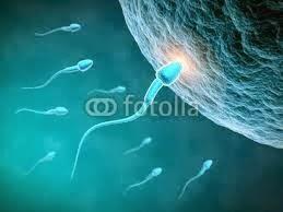 Contacto y penetración del espermatozoide en el óvulo