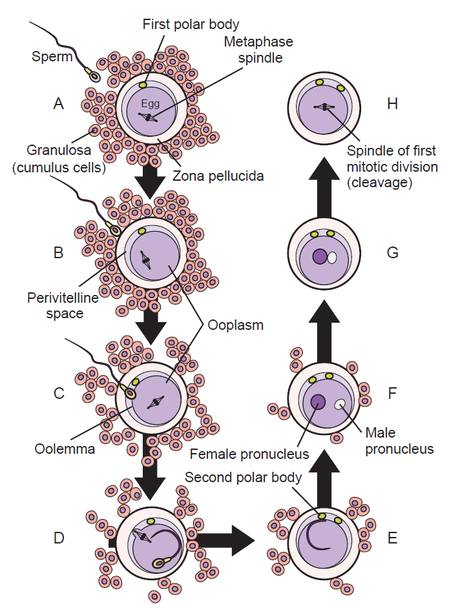 Contacto y penetración del espermatozoide en el óvulo