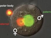 Continuación meiosis creación pronúcleos
