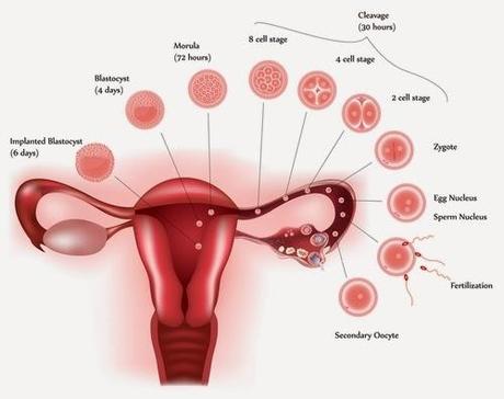 De la fecundación a la implantación