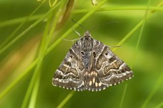 Euclidia (Callistege) mi (Clerk, 1759)