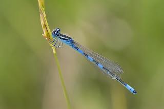 Para ampliar Coenagrion scitulum hacer clic