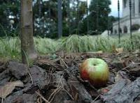 La manzana de Newton. O por lo menos, una emparentada.