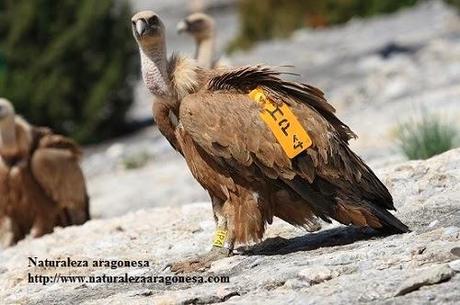El Buitre leonado (Gyps fulvus) en Aragón. Griffon vulture -