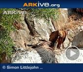 ARKive video - Eurasian griffon chick begging for food, adult feeds chick