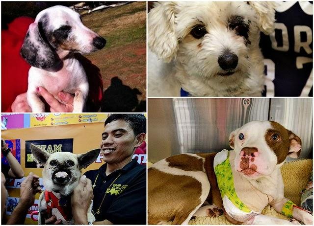 9 Actos heroicos protagonizados por perros que salvaron vidas.