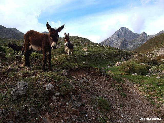 cuetu les cabres y senda les merines