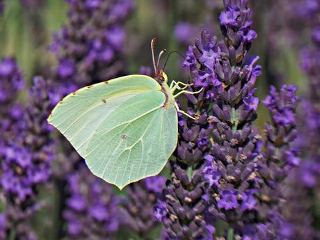 El Priorato de Santa María Serrabona