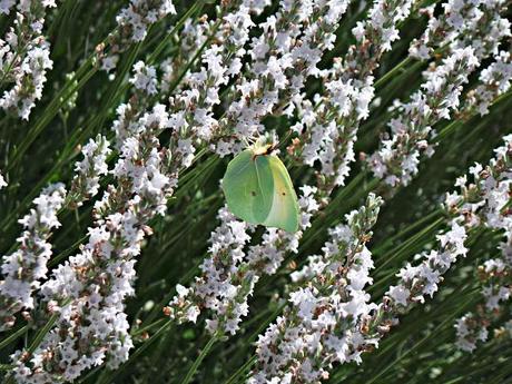 El Priorato de Santa María Serrabona