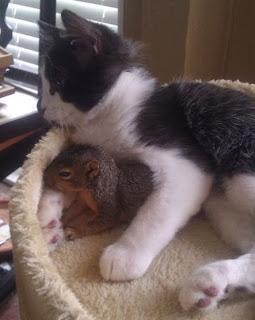 Mi amigo el conejoMi amiga la tortugaMi amiga la ardillaM...