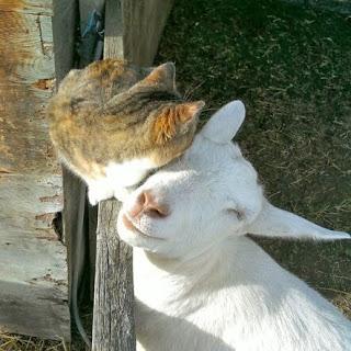 Mi amigo el conejoMi amiga la tortugaMi amiga la ardillaM...