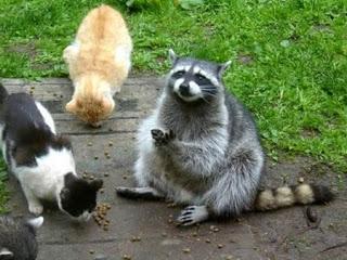 Mi amigo el conejoMi amiga la tortugaMi amiga la ardillaM...