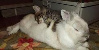 Mi amigo el conejoMi amiga la tortugaMi amiga la ardillaM...