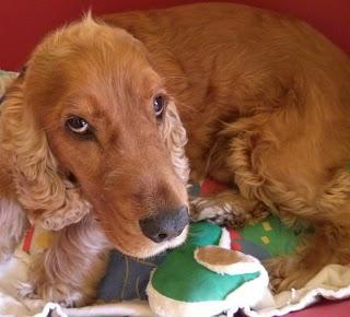 PetSecret de Octubre