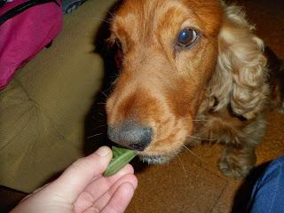 PetSecret de Octubre