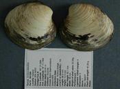 animal viejo mundo vivió años