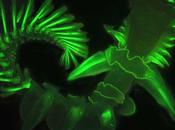 Resplandor mar: Gusano marino emite extraño brillo azul