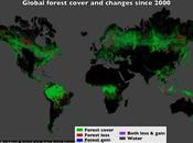 Google revela ritmo devastador deforestación todo Mundo