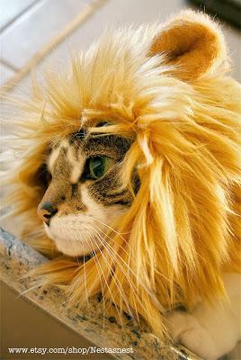 Convierte a tu gato en todo un león