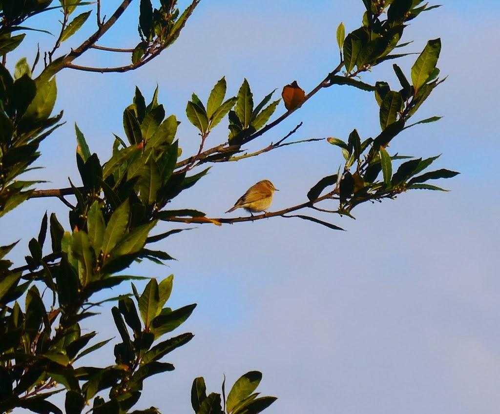 Entrada de mosquiteros