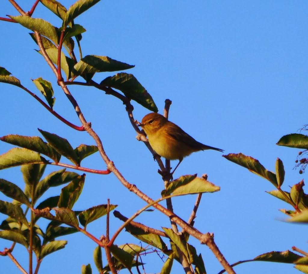Entrada de mosquiteros