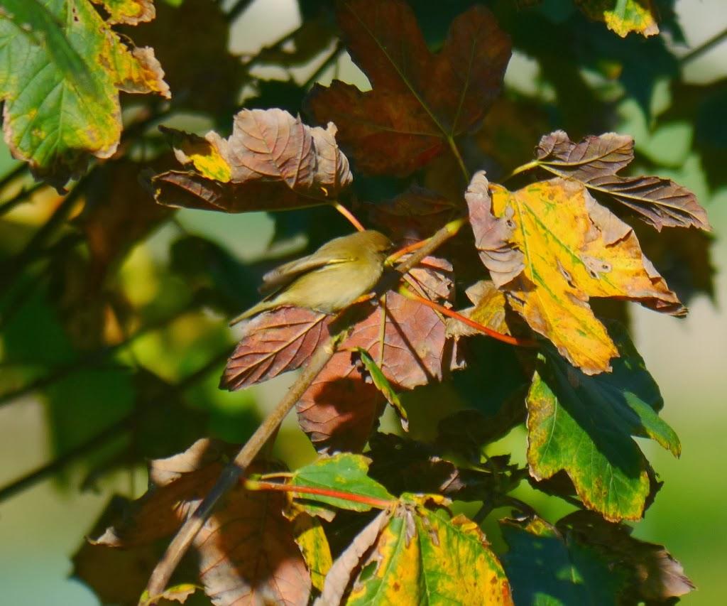 Entrada de mosquiteros