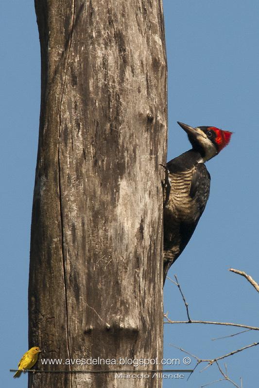 Carpintero garganta negra (Crimson-crested Woodpecker) Campephilus melanoleucos ♀ Juvenil
