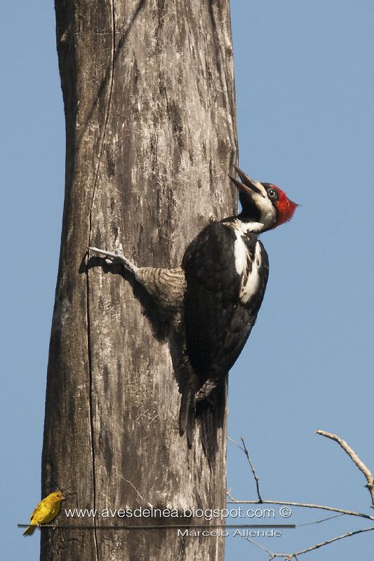 Carpintero garganta negra (Crimson-crested Woodpecker) Campephilus melanoleucos ♀ Juvenil