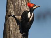 Carpintero garganta negra (Crimson-crested Woodpecker) Campephilus melanoleucos Juvenil