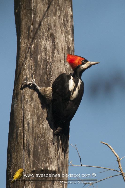 Carpintero garganta negra (Crimson-crested Woodpecker) Campephilus melanoleucos ♀ Juvenil Carpintero garganta negra (Crimson-crested Woodpecker) Campephilus melanoleucos ♀ Juvenil